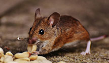 24 Hour & Emergency Exterminators in Perks, IL